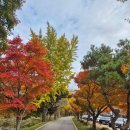 백양사 | #백양사 단풍 실시간 후기(25.11.08)