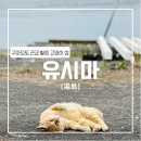[구마모토 유시마2] 구마모토 고양이섬 유시마 (유시마 고양이 / 유시마 등대 / 산책)
