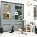 별다방 야옹이 이미지