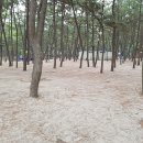 춘장대솔내음캠핑장 이미지