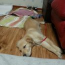 하늘아래 첫동네 꿩밭 이미지