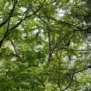 숲의틈(FOREST GAP)