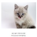 강아지분양 고양이분양 도그마루 무료 검단점 이미지
