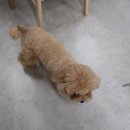 고고하개 이미지