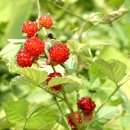 산딸기 - 김해시 번화1로68번길 19 | 산딸기