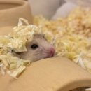 우다다햄쮸 이미지