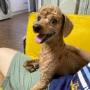 도도헤어갤러리 | 강아지보호센터 종로강아지무료분양 귀여운 친구를 만나보세요.