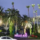 도새기1982 이미지