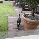 댕댕월드 이미지