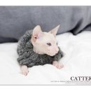 스핑제리 | 성수동스핑크스분양 빨리가봐야겠어요 고양이 입양 준비