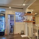동건환경 | 일상 | &#34;배 긁어 줘!!!&#34; 동건&#39;s 애견카페 ෆ 애교쟁이들의 집합소 : 이수 데이트 장소 추천