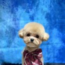 댕그랑댕 이미지