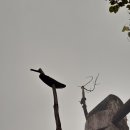 진또베기 이미지