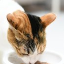 토로미 | 고양이 간식 추천 습식 긴노스푼 선택한 이유