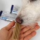 비트덴탈 이미지