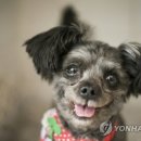 세계 최초의 유기견 퍼스트 도그(First dog), “토리” 이미지