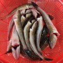 12월 10일 활어횟감,선어횟감,덕자,참조기,병어,갈치,눈뽈,참돔,갯장어,나막스,참농어,통치,딱돔,갑오징어,잡어,암치홍어,냉동(동백하, 이미지