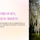 나무향기