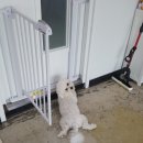 러블리독 애견카페 이미지