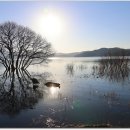 황금나무 이미지