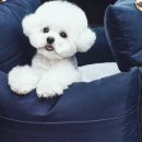 데이미 네이버블로그