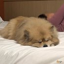 CU 고흥녹동신항점 | 강아지 동반 제주 배편 후기 고흥 녹동-제주 아리온 제주 차량 선적 요금 총정리 (설 연휴 7박 8일)