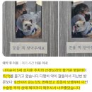 뉴광명동물메디컬센터 | 길음뉴타운동물병원 루시드, 탈장 수술의 &#39;골든타임&#39;을 지킵니다.