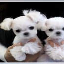 김제강아지 이미지