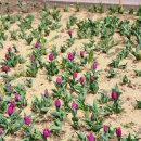 도도한댕댕 이미지