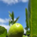 유진농장(2) 이미지