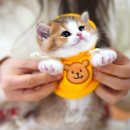 강남 고양이 분양 캣프렌즈 이미지