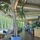 코우코알라 | 제주도ㅣ숲과 오션뷰가 있는 '코우 코알라' 카페(+내돈내산)