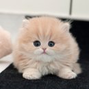 미유펫 강아지분양고양이분양 김포점 이미지