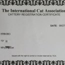 보보캐터리 이미지