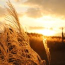 하늘공원 이미지