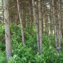 낙선군묘 이미지