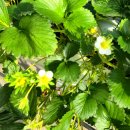 별이네김밥 | (일산) 🍓별이네 딸기 체험농장 - 작년에 이어 올해까지 2년째 다녀 온 후기♡ 딸기쨈 만들기, 딸기 따기...