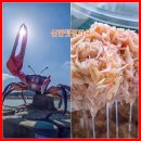 임자 전장포 새우젓토굴 | [전남 신안 가볼만한곳] 전장포 새우젓 토굴 여행 후 찾은 신안젓갈타운 육젓 구매 후기