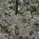 금천교 | 안양천 벚꽃 후기 🌸 금천교→철산대교 코스 (+양평역 비교 솔직후기)