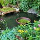 메밀촌 봉평 막국수 이미지