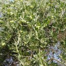 올리브(OLIVE) 이미지