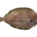 미주구리 이미지