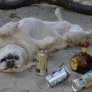 누룩꽃피는날 이미지