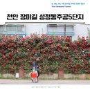 세븐일레븐천안5주공점 | 천안 숨은 꽃길 장미꽃 성정동주공5단지 담벼락 포토존