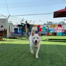 젤리베어 홀리데이 이미지