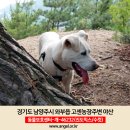 고센농장 Daum카페