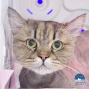 봉이네 애견미용 | 죽전고양이미용 고양이털날림 해결 무마취미용 후기 :)