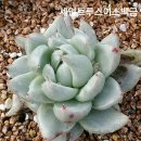 금땡이 이미지
