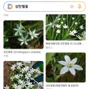 (마감)겹향수선화 성탄별꽃 이미지