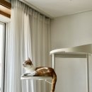 디자인과 실용성 모두 잡은 #일룸 #커스텀캣타워 – 감탄한 #캣타워추천 후기!